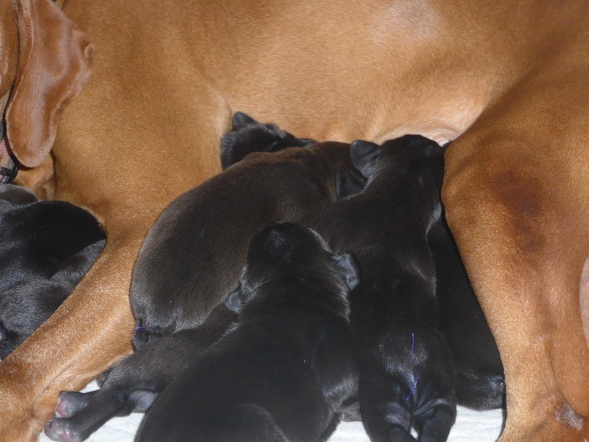 Riley & Tank's Weizsla Puppies Born on October 18th - Image 10