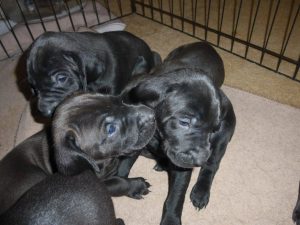 Riley & Tank's Weizsla Puppies Born on October 18th