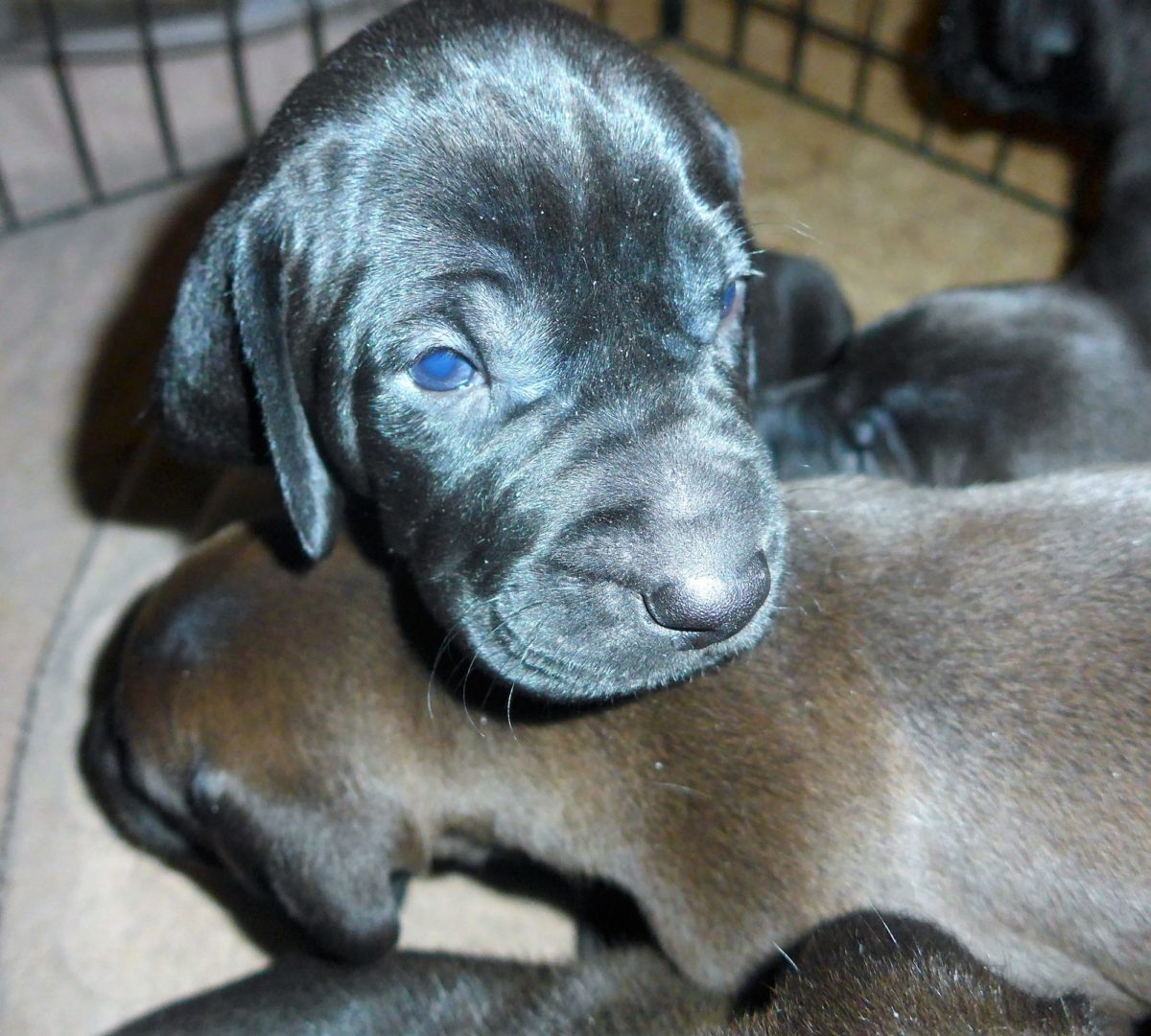Riley & Tank's Weizsla Puppies Born on October 18th - Image 2