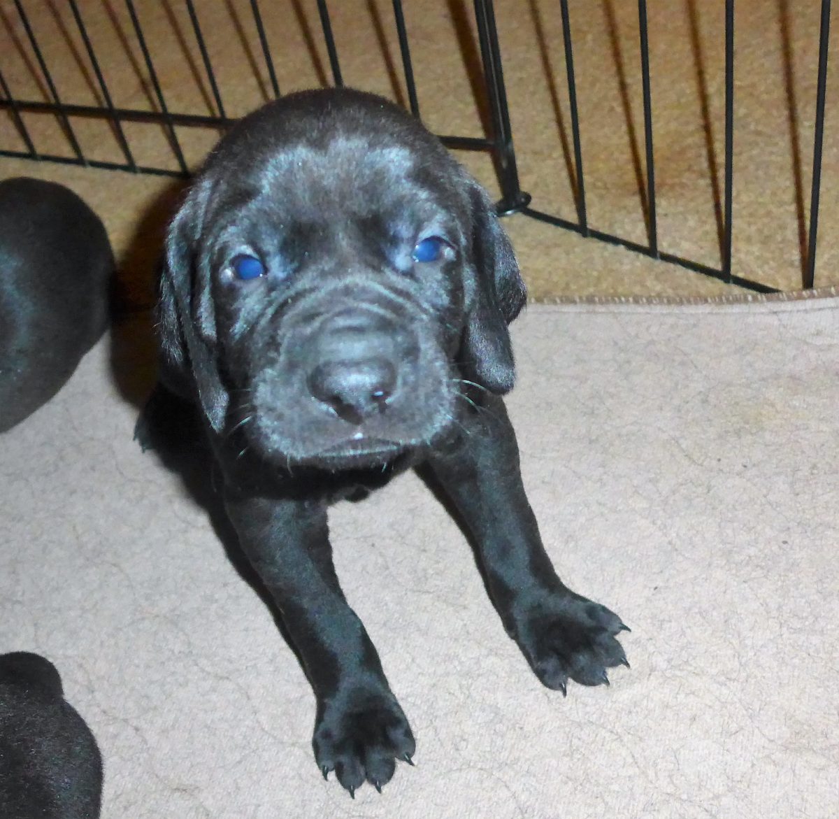 Riley & Tank's Weizsla Puppies Born on October 18th - Image 3