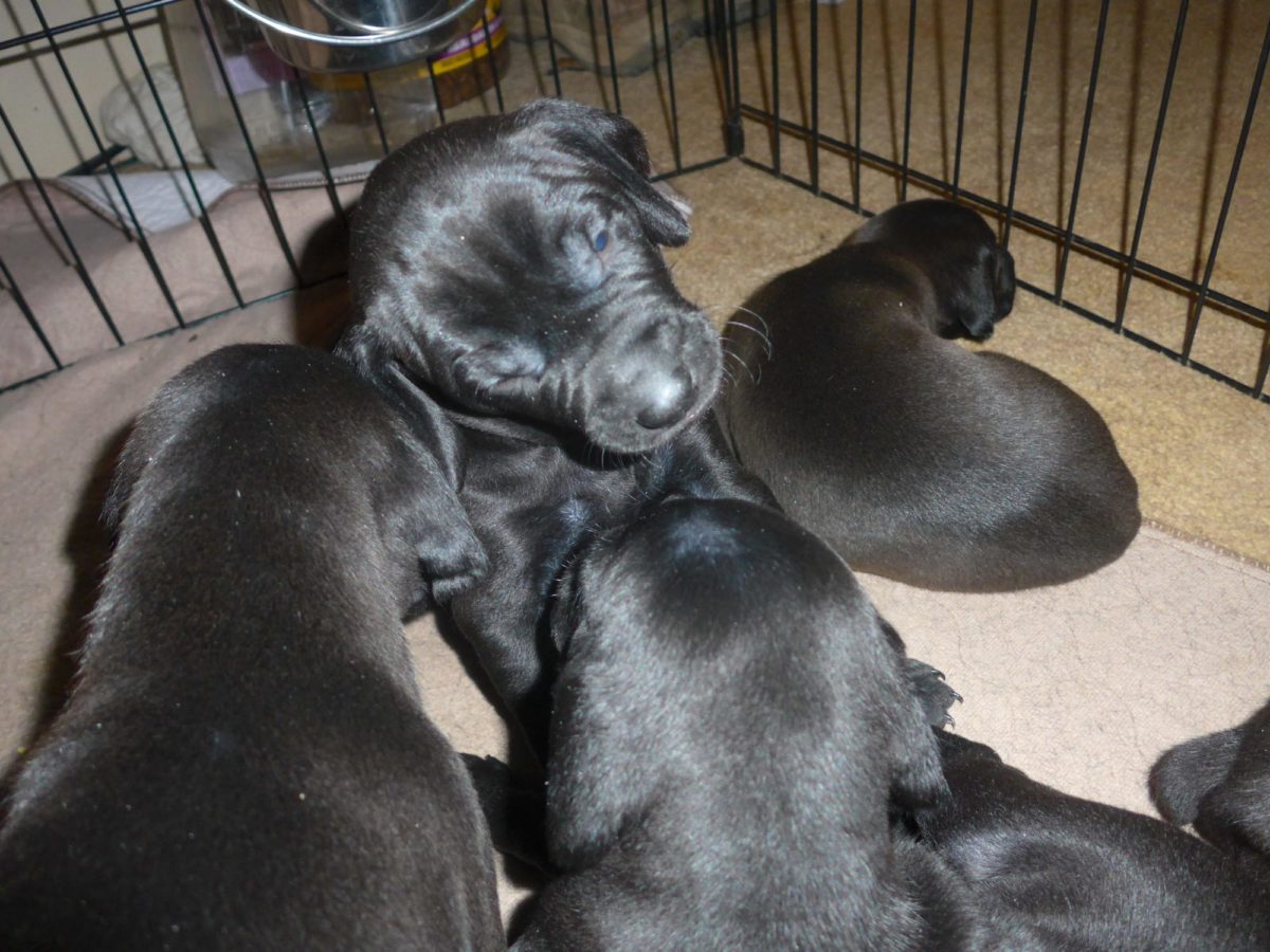 Riley & Tank's Weizsla Puppies Born on October 18th - Image 4