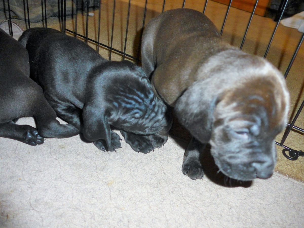 Riley & Tank's Weizsla Puppies Born on October 18th - Image 5