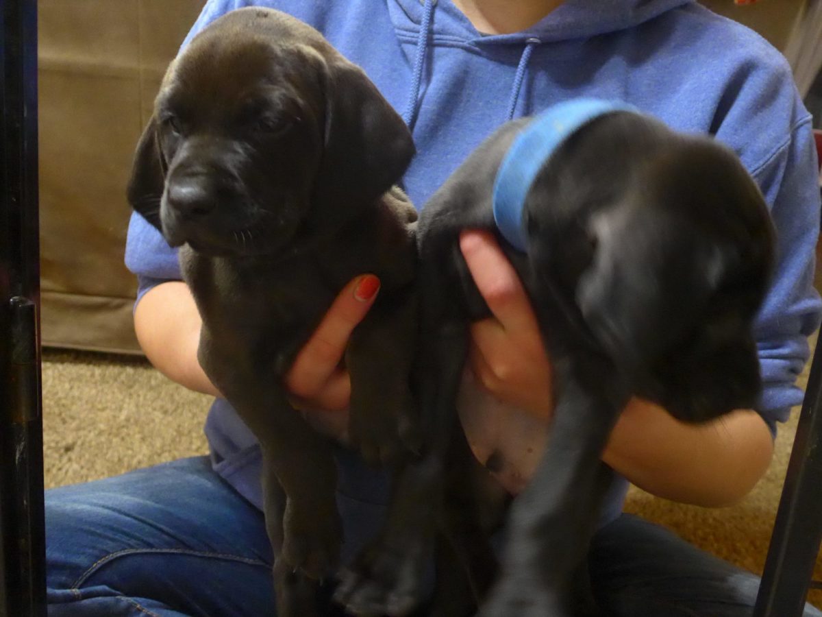 Riley & Tank's Weizsla Puppies Born on October 18th - Image 6