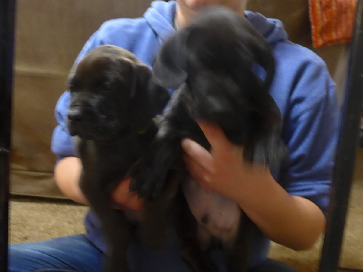 Riley & Tank's Weizsla Puppies Born on October 18th - Image 7