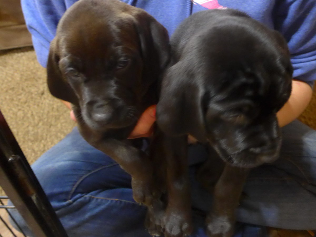 Riley & Tank's Weizsla Puppies Born on October 18th - Image 8