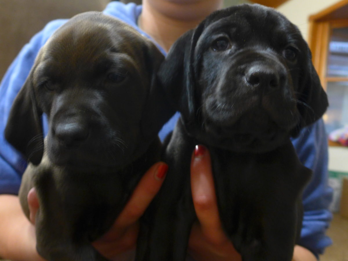 Riley & Tank's Weizsla Puppies Born on October 18th - Image 9