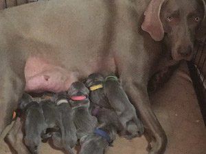 Wheniford & Jake Weimaraner litter born September 22nd 2016
