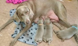Chloe and her litter of 3