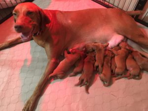 Remington 10-25-16 litter