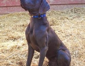 Chloe & Jake's Blue Weimaraner Litter Born on September 18th
