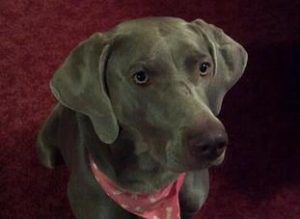 cloe-bear