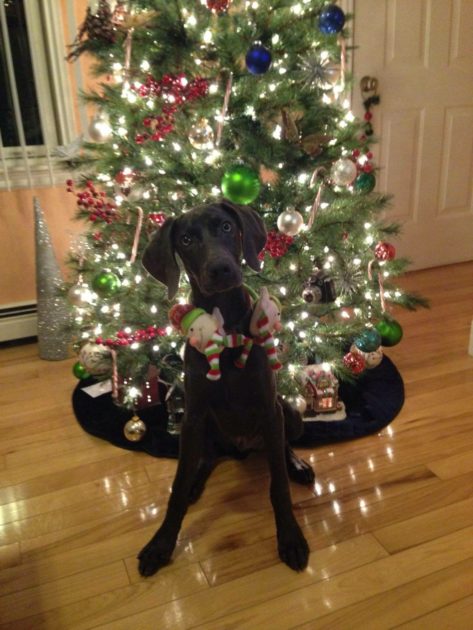 Wrigley & Take's Blue Weimaraner Christmas Litter Was Born on October 26th - Image 3