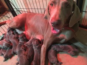 Lucee & Tank's Weimaraner Litter  is Due on or Around November 18-24th