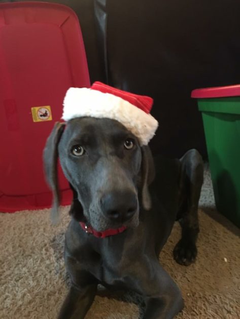 Wrigley & Take's Blue Weimaraner Christmas Litter Was Born on October 26th - Image 4