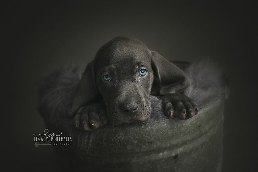 Wrigley & Take's Blue Weimaraner Christmas Litter Was Born on October 26th - Image 5