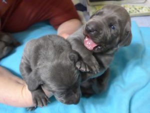 Wrigley & Take's Blue Weimaraner Christmas Litter Was Born on  October 26th