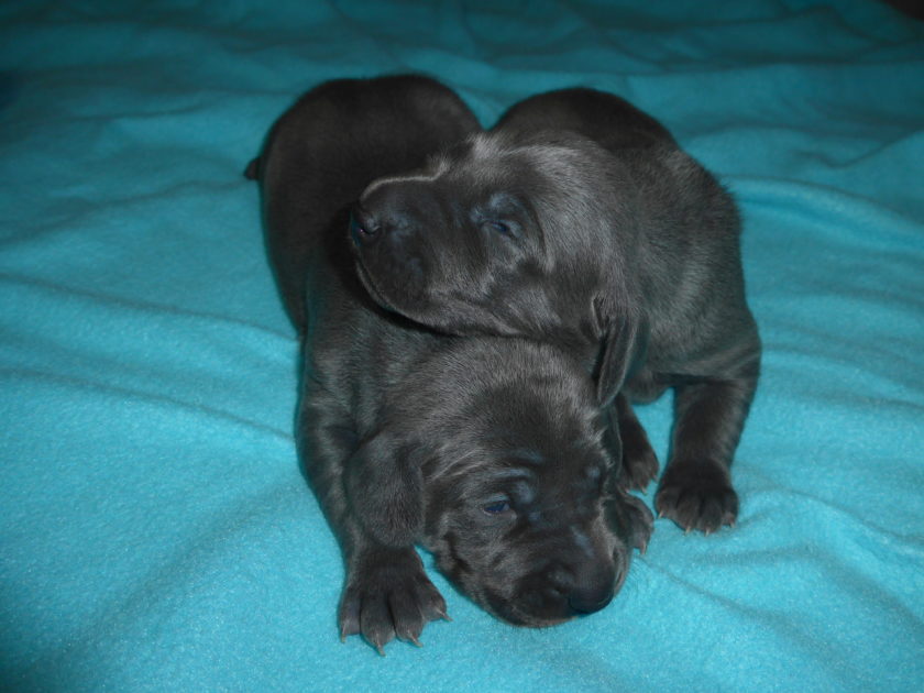 Wrigley & Take's Blue Weimaraner Christmas Litter Was Born on October 26th - Image 7