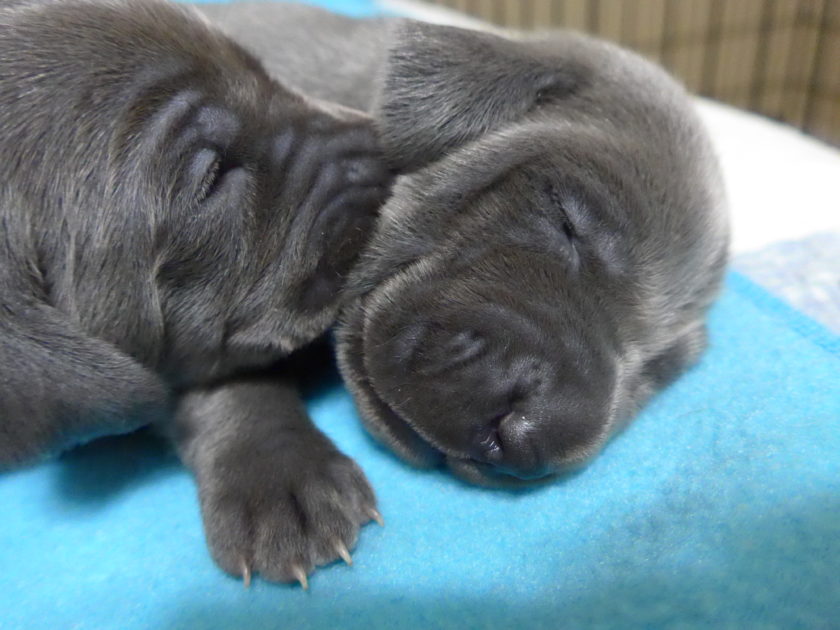 Wrigley & Take's Blue Weimaraner Christmas Litter Was Born on October 26th - Image 6