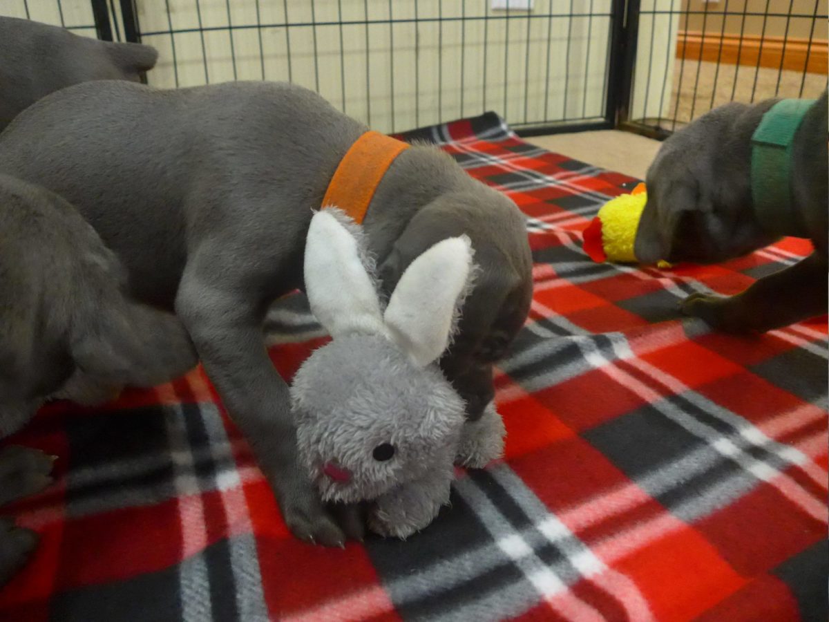 Wrigley & Take's Blue Weimaraner Christmas Litter Was Born on October 26th - Image 17