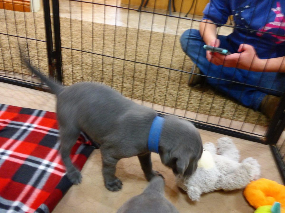 Wrigley & Take's Blue Weimaraner Christmas Litter Was Born on October 26th - Image 16