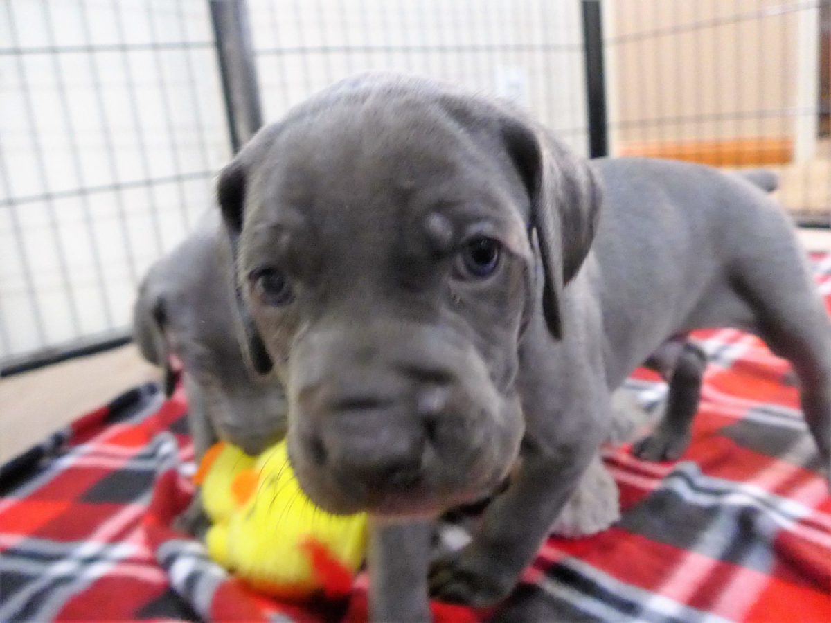 Wrigley & Take's Blue Weimaraner Christmas Litter Was Born on October 26th - Image 15