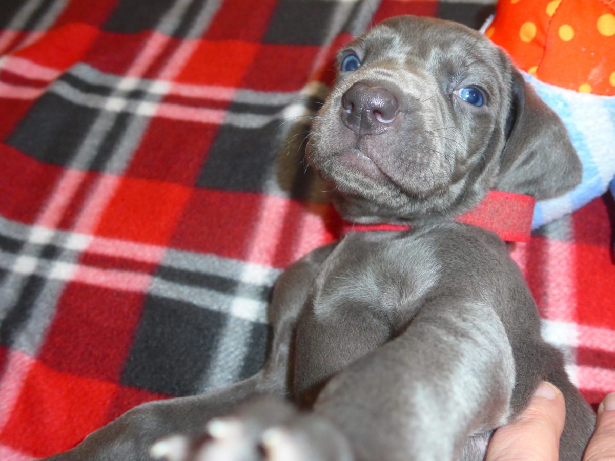 Wrigley & Take's Blue Weimaraner Christmas Litter Was Born on October 26th - Image 14