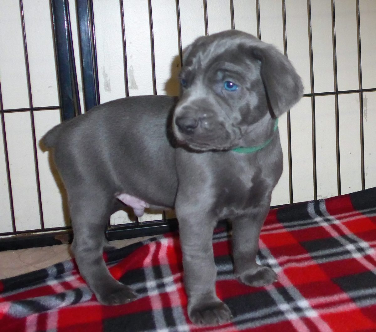 Wrigley & Take's Blue Weimaraner Christmas Litter Was Born on October 26th - Image 13