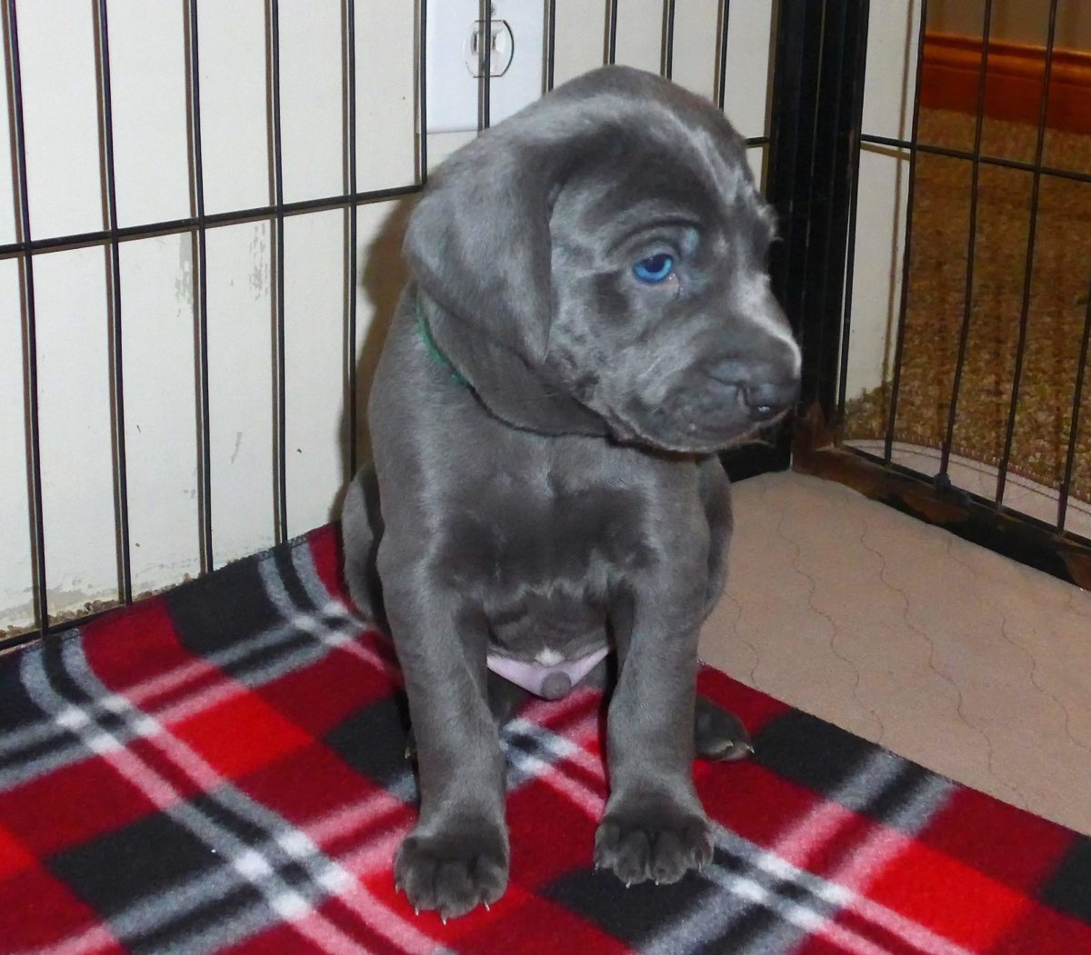 Wrigley & Take's Blue Weimaraner Christmas Litter Was Born on October 26th - Image 12