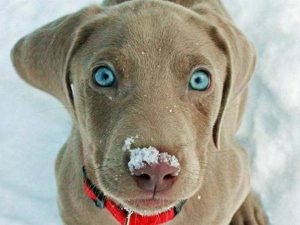 White River Kennels: New Litter