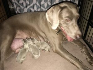 Lucee & Colt's 3 Silver Weimaraner Girls born on September 3rd