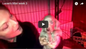 Lucee & Colt’s Silver Weimaraner Litter