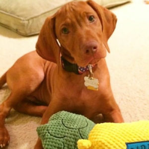 The Best Weimaraner and Vizsla Puppies for Sale