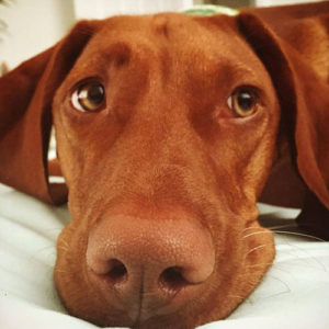 The Best Weimaraner and Vizsla Puppies for Sale