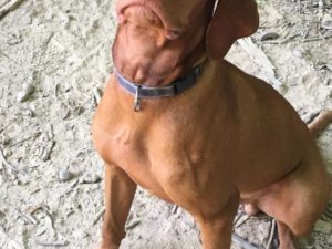 Copper aka/Brown Collar Boy 9 months old