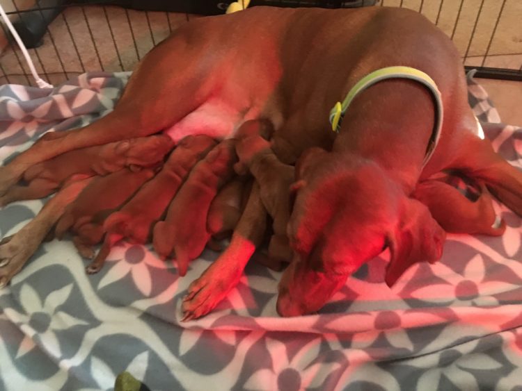 Bella & Maximus’s Vizsla Litter