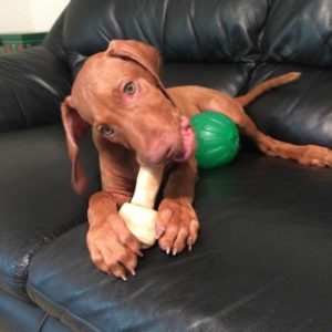 vizsla puppies for sale