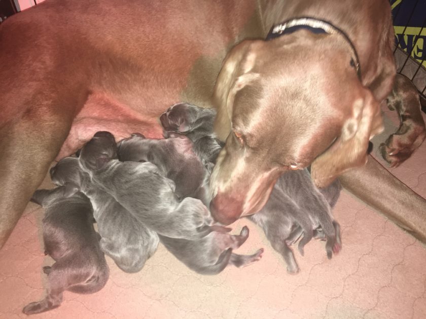 Wrigley & Jake's Blue Weimaraner Litter Born April 8th