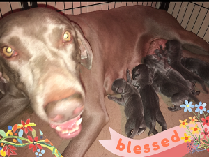 Lilly & Jake's Blue Weimaraner Litter Born on April 13th