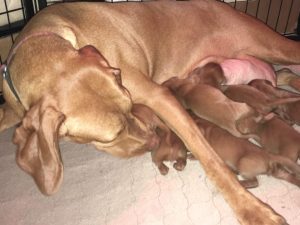 Riley & Ruger's Vizsla Litter Born on May 22nd