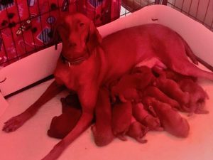 Abigail & Rugar's Christmas Litter of Vizsla Puppies