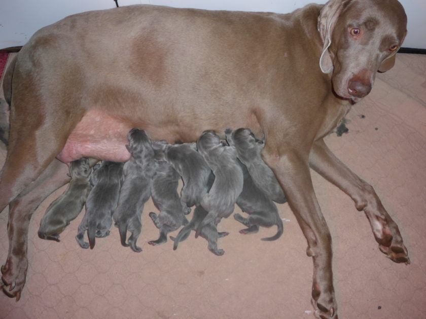 Wrigley & Take's Blue Weimaraner Christmas Litter Was Born on October 26th - Image 11