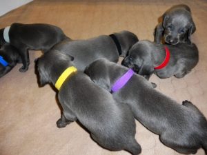 Wrigley & Tank's Blue Weimaraner Christmas Litter Due October 27, 2018