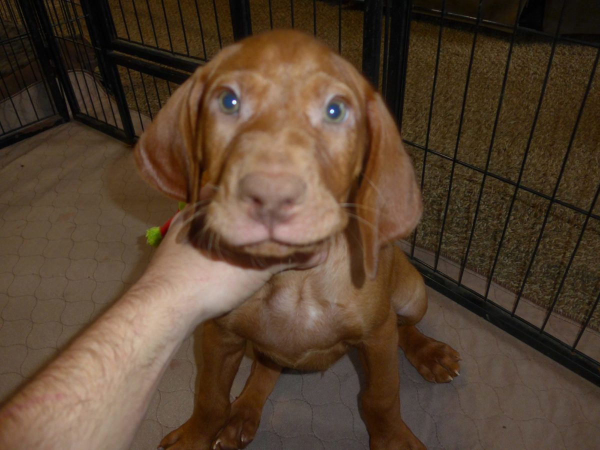 Bella & Rugar's Vizsla Litter born on September 16th - Image 8