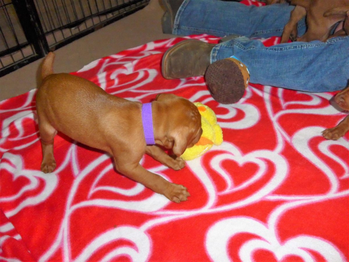 Abigail & Rugar's Christmas Litter of Vizsla Puppies - Image 5