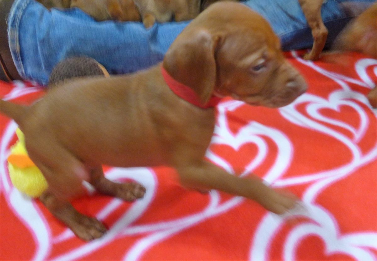 Abigail & Rugar's Christmas Litter of Vizsla Puppies - Image 6