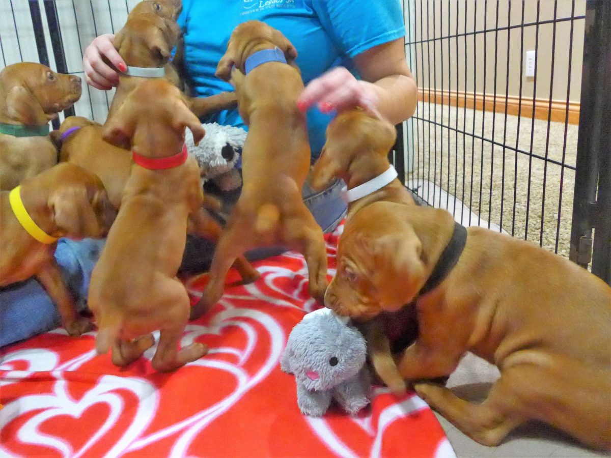Abigail & Rugar's Christmas Litter of Vizsla Puppies - Image 7