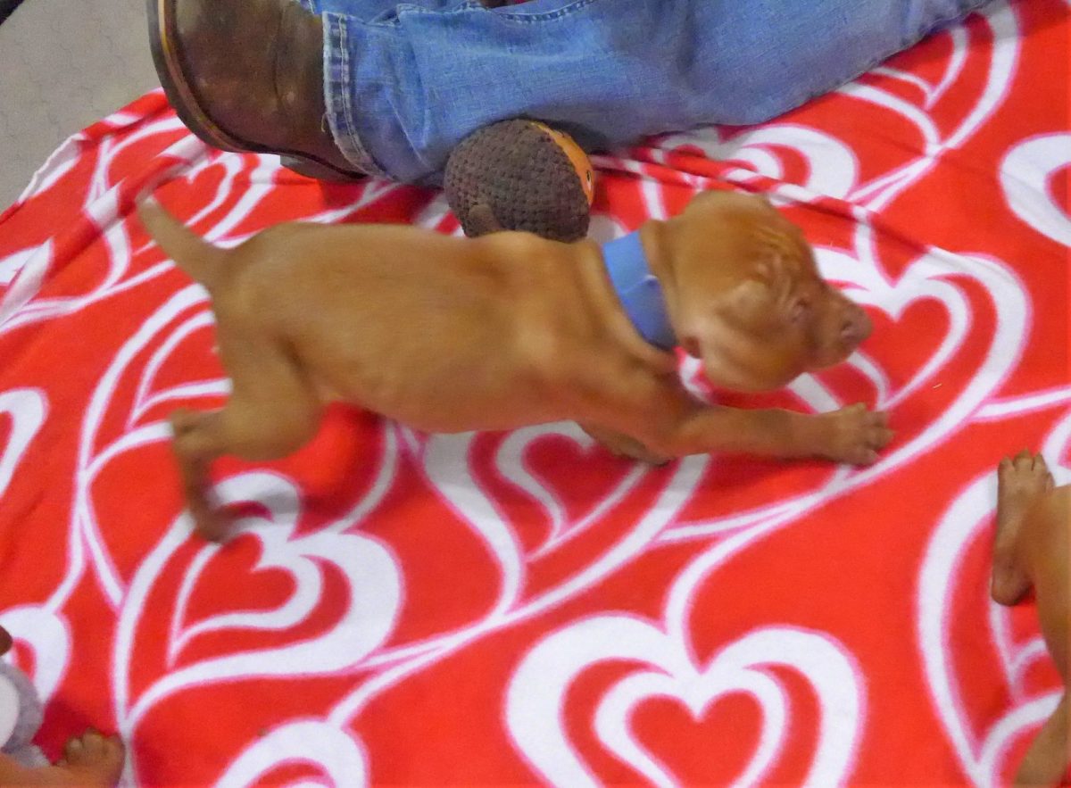 Abigail & Rugar's Christmas Litter of Vizsla Puppies - Image 8