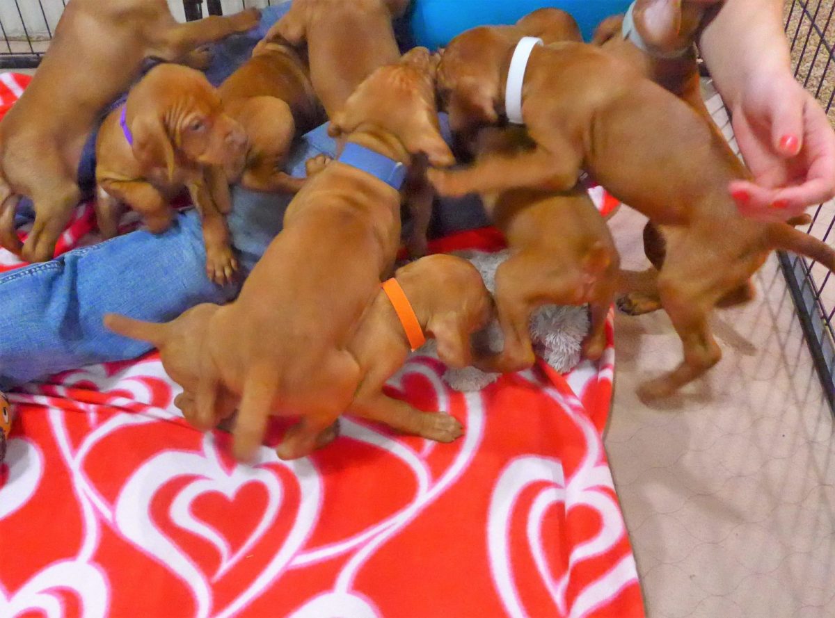 Abigail & Rugar's Christmas Litter of Vizsla Puppies - Image 9