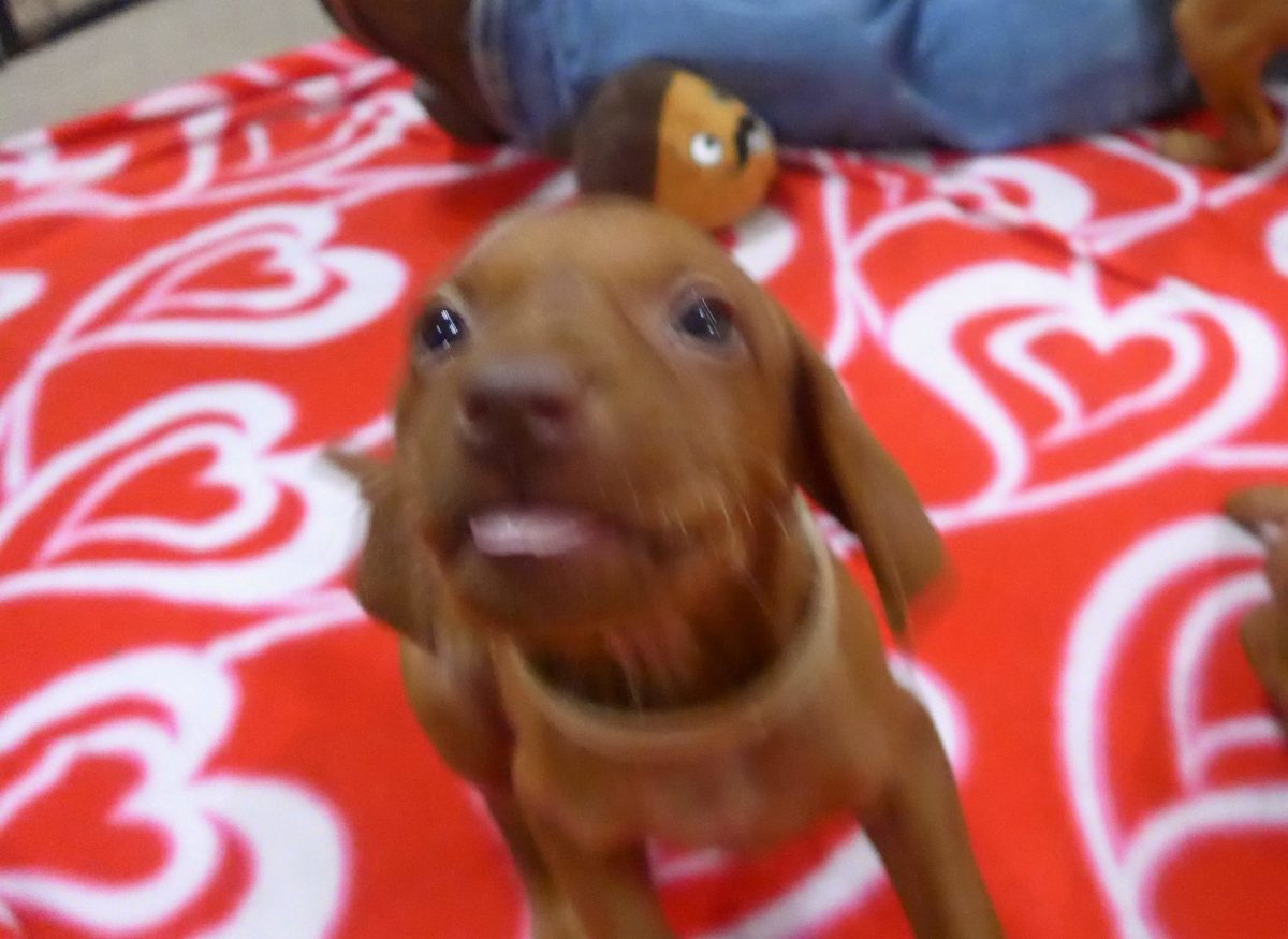 Abigail & Rugar's Christmas Litter of Vizsla Puppies - Image 10
