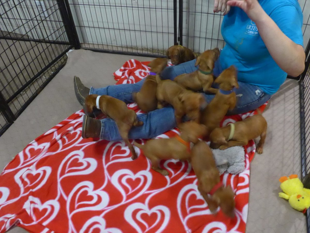Abigail & Rugar's Christmas Litter of Vizsla Puppies - Image 11